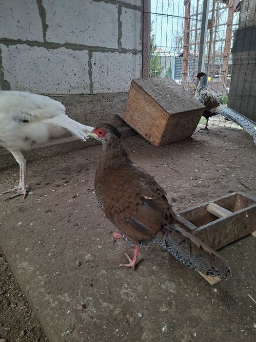 Fazani argintii 2025