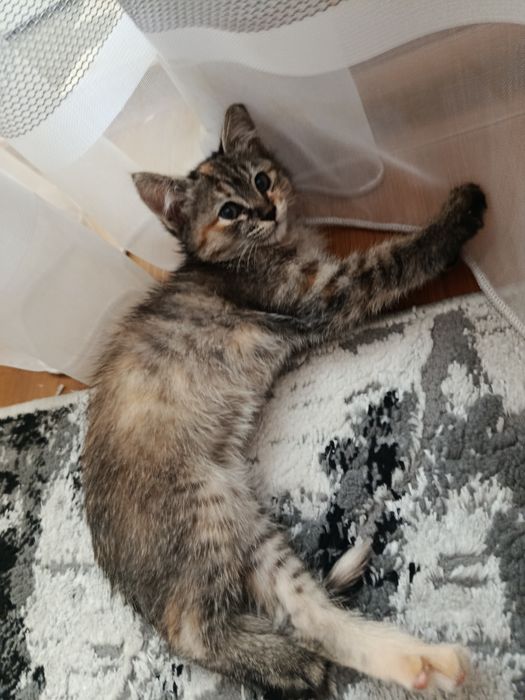 Отдам котенка даром! (Девочка)