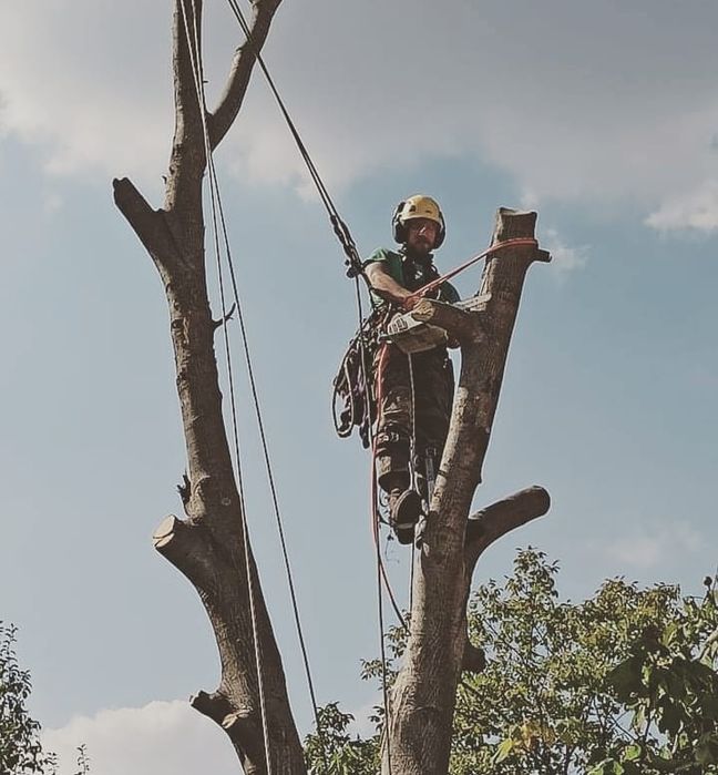 Премахване на опасни дървета, оформяне, рязане, кастрене Tree Service
