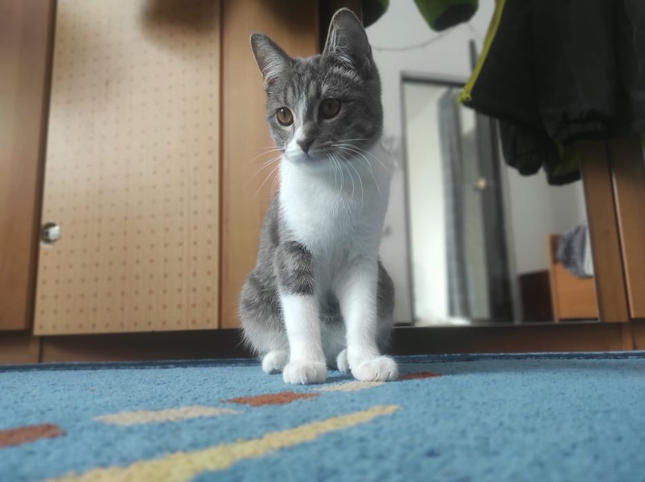 Кошка 3-4 месяца