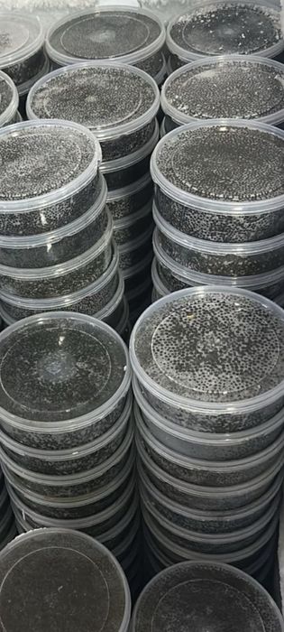 Икра осетра (Амурская область)