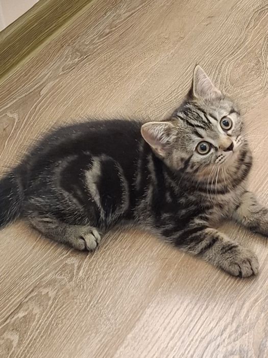Милый котенок (девочка)