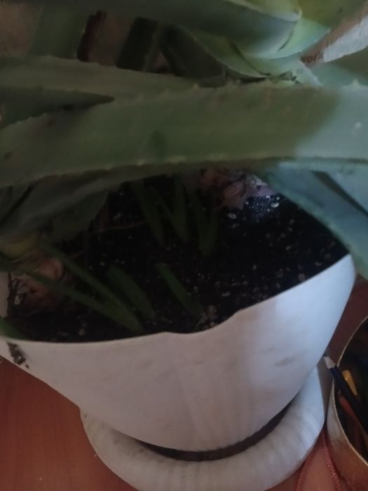 Лечебное алоэ чисто символически