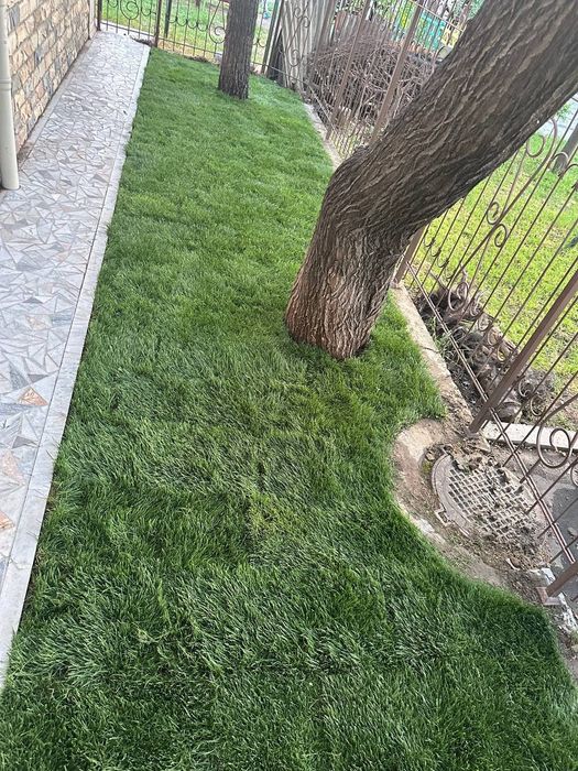 Tayyor rulon gazon poliv ustanovka