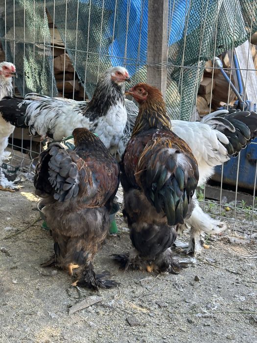 Disponibili cocosi brahma tineret
