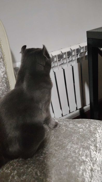 Йахши мушук сотилади