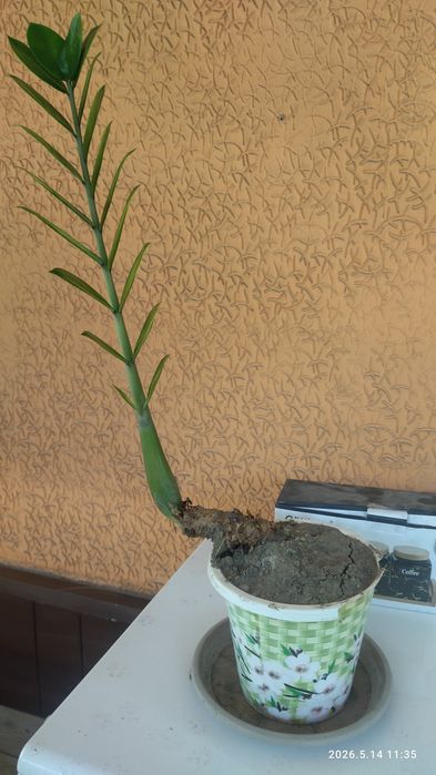 Продам замиакулькас2000