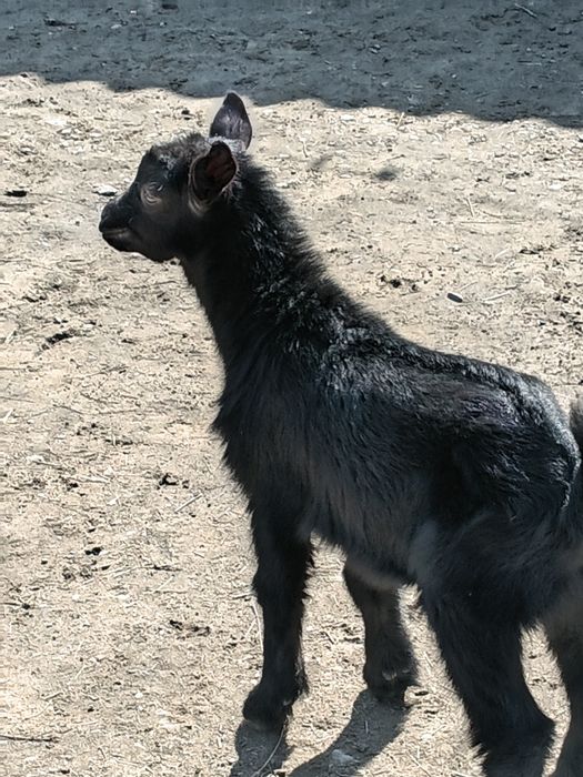 Парода альпийски