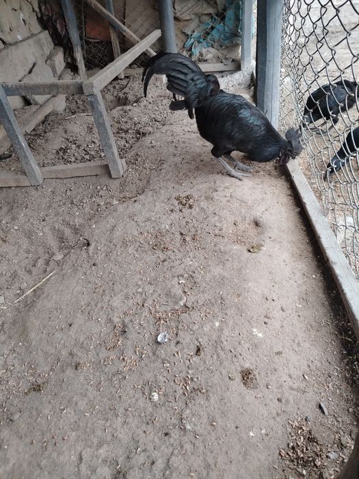 Ухайли хороз зот олишга зур, 150000 минг