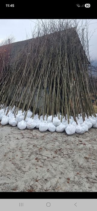 Mesteacăn tei platani catalpa