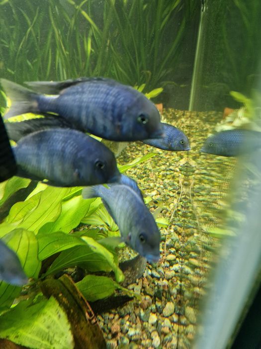 Продам Голубых Дельфинов