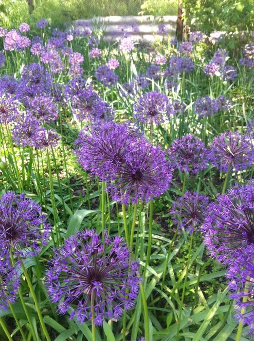 Аллиум Суворова-многолетнее луковичное  с медовым запахом соцветий