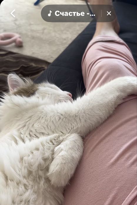 Котик приучен к лотку