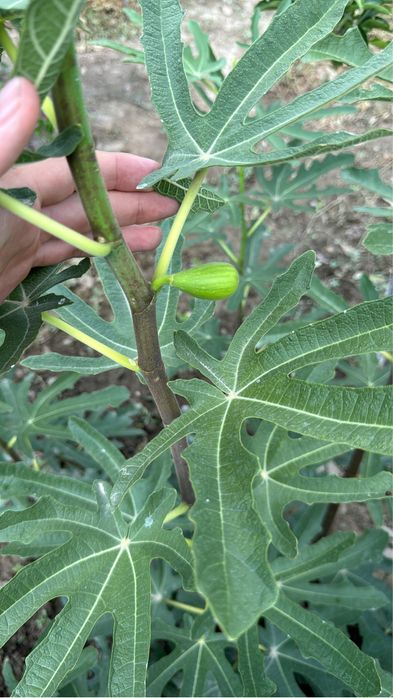 Инжир «далматский»