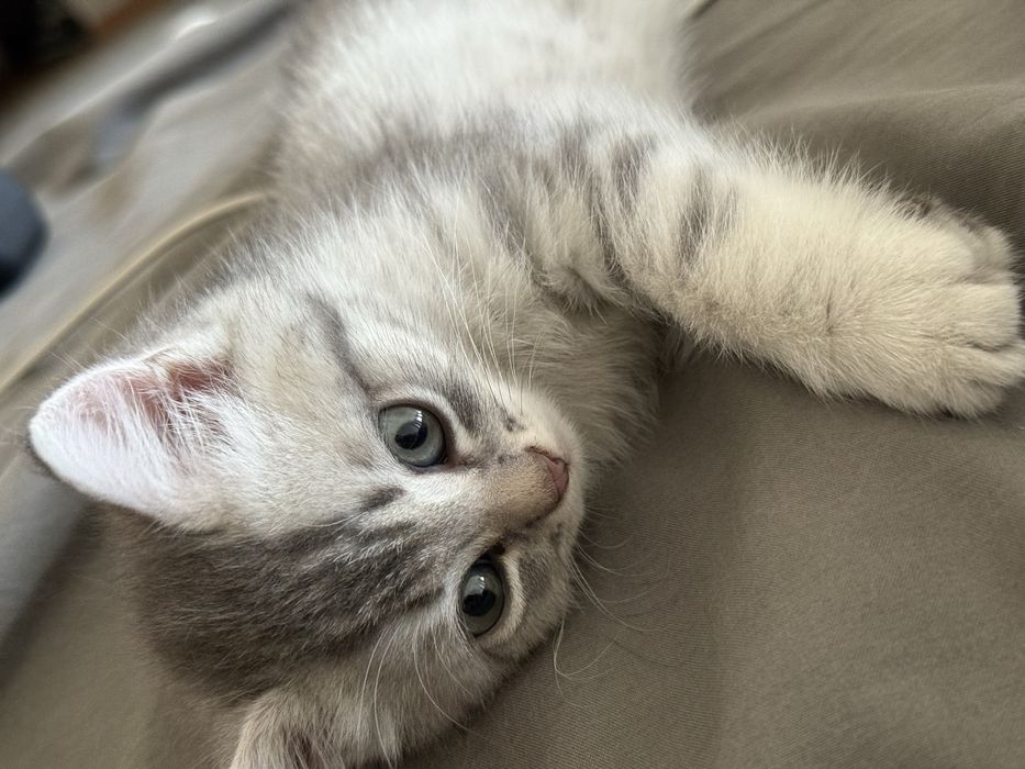 Британский котенок