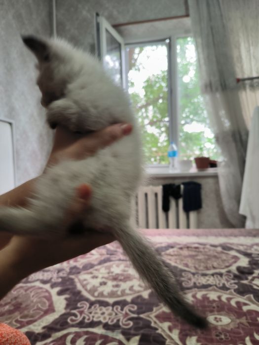 Отдам в хорошие руки