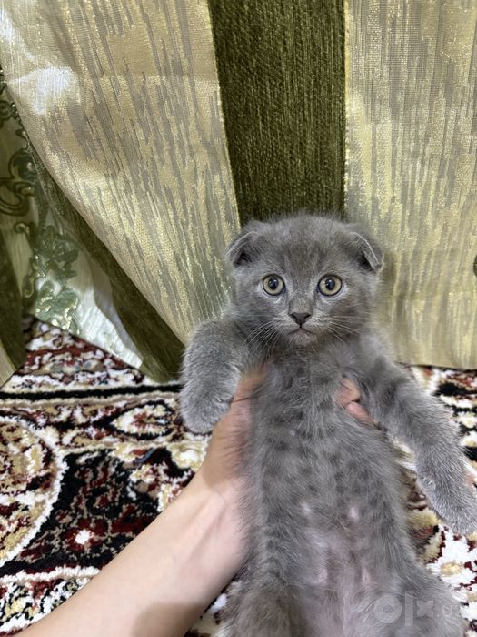 Шотландские котята