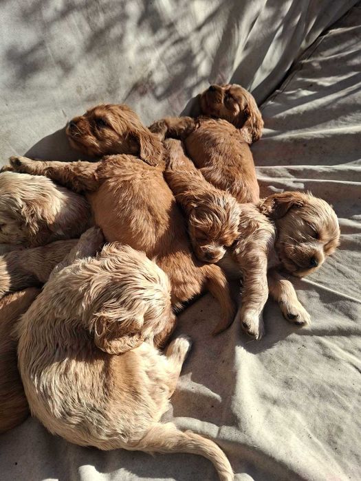 Продавам кокер шпаньол