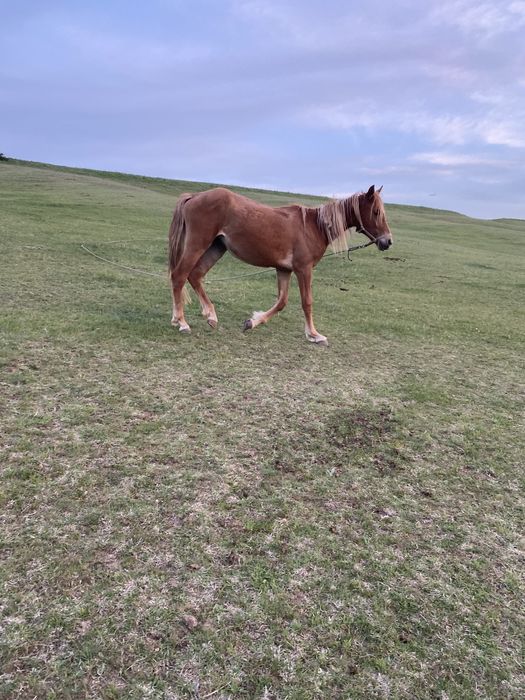 Лошадь құнажын 2,7 жасар