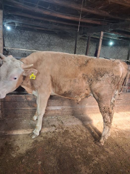 Продаётся 5 голов бычков