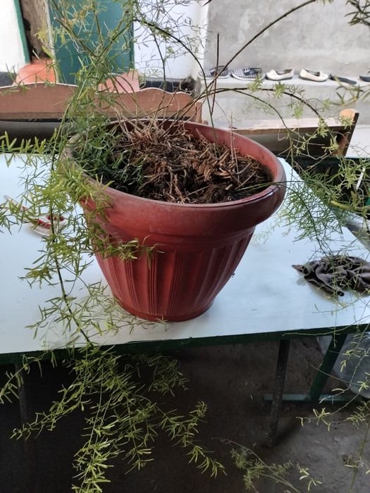 Аспарагус большой, 2 корня