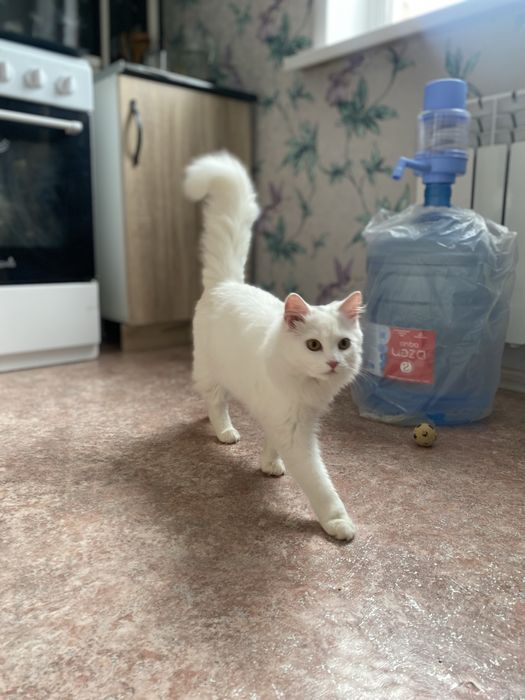 Кошечка в поисках дома