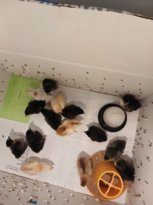 Цыплята суточные 13.14 дня цеплята