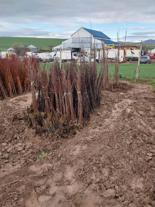 Pomi fructiferi direct de la producator