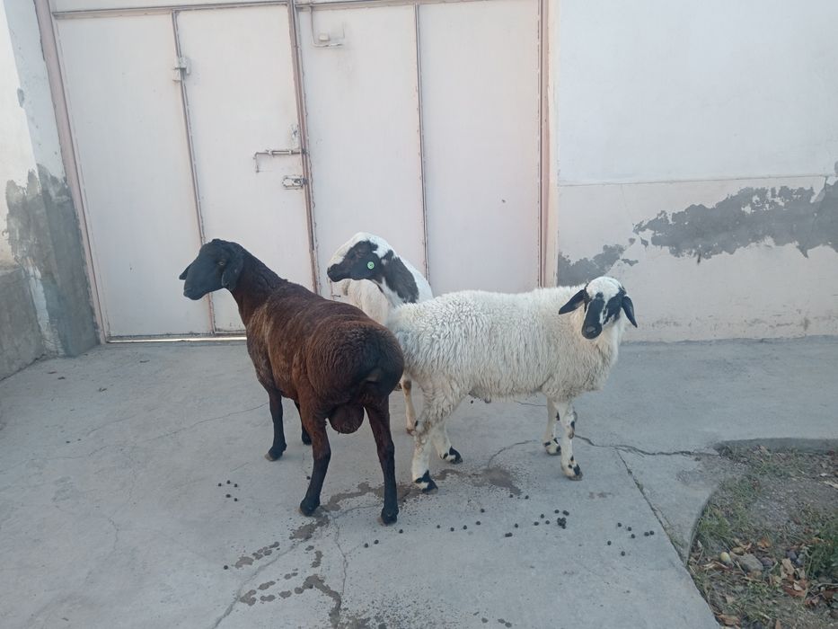 Qochqor qoy koy kochkor