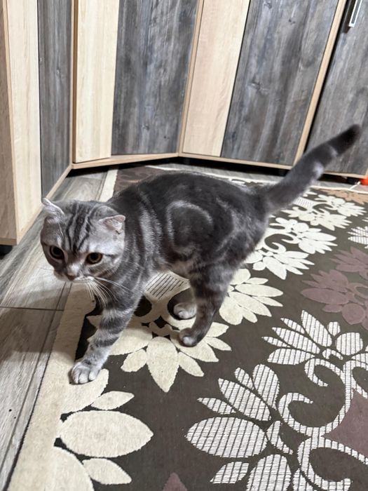 Продаётся шотландская вислоухая