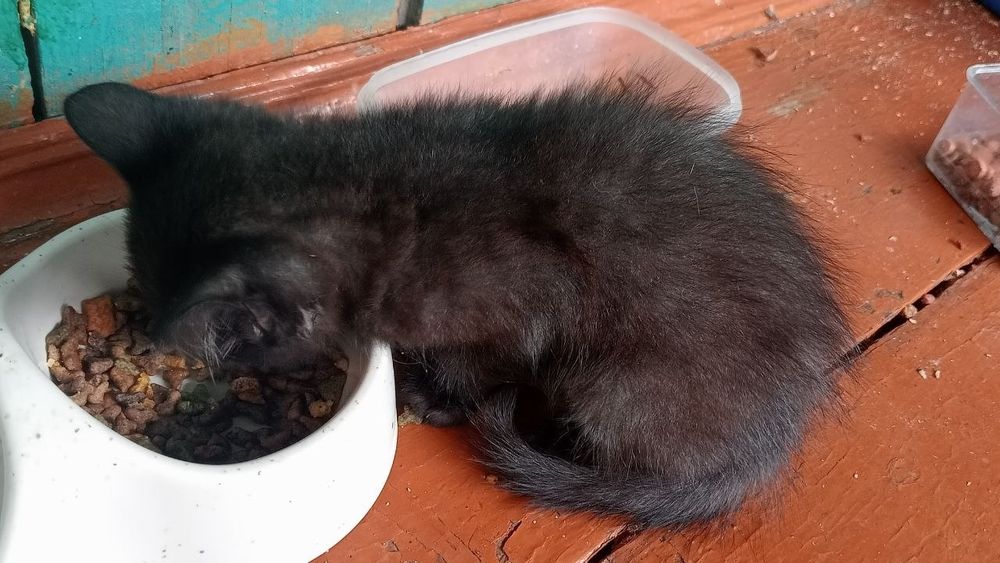 Котята сибирской кошки