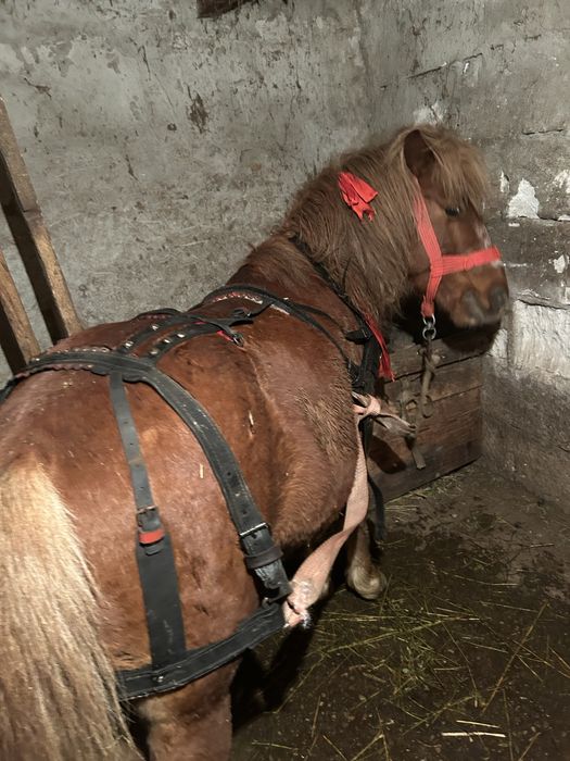 Vand  sau schimb ponei armasar