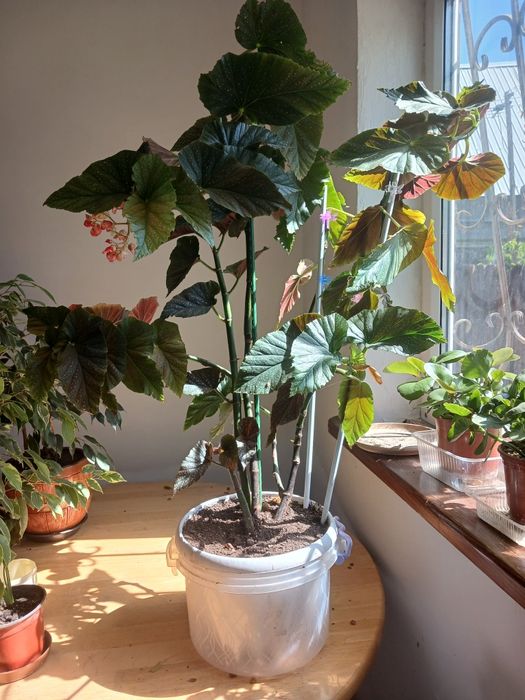 Диффенбаген. Бенжамин. малачай