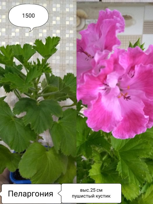 Продам Пеларгонии