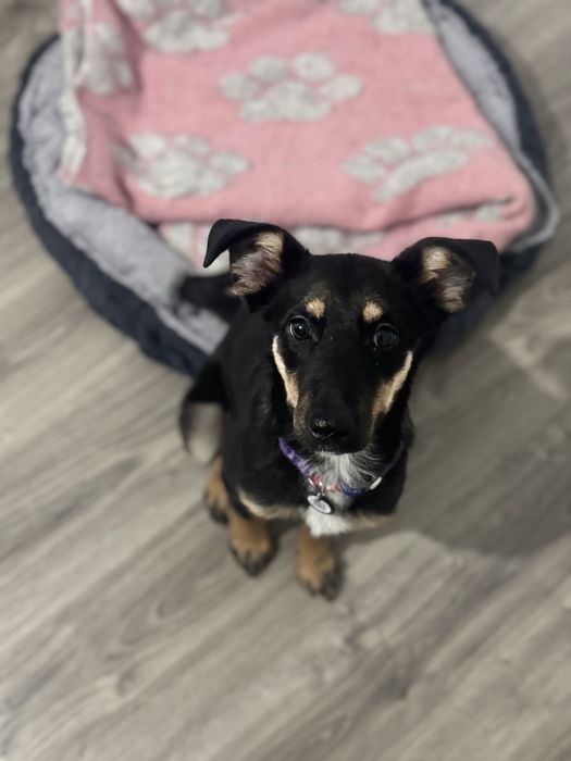 Малышка  ищет тёплый дом