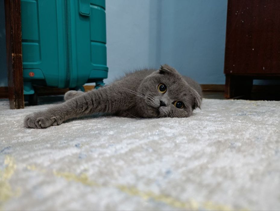 Кошка Скоттиш Фолд