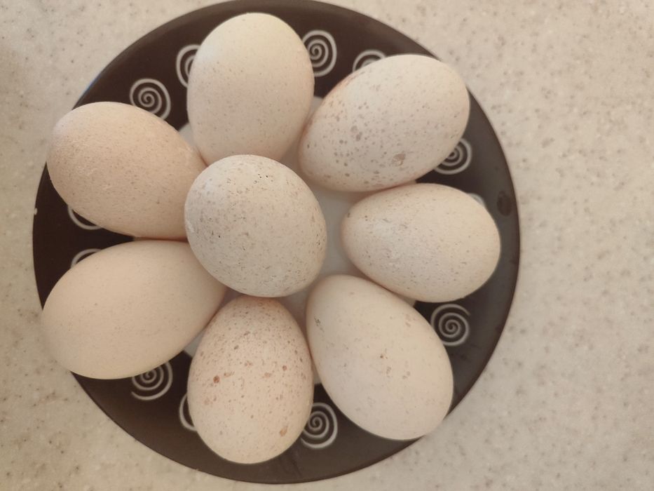 Яйцо индюка  черный принц