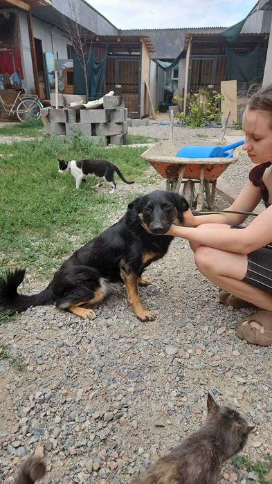 Молодой пёсик Рэмбо ищет дом!