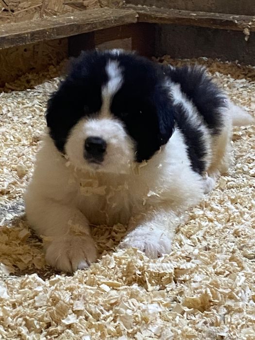 Ciobanesc Românesc de Bucovina