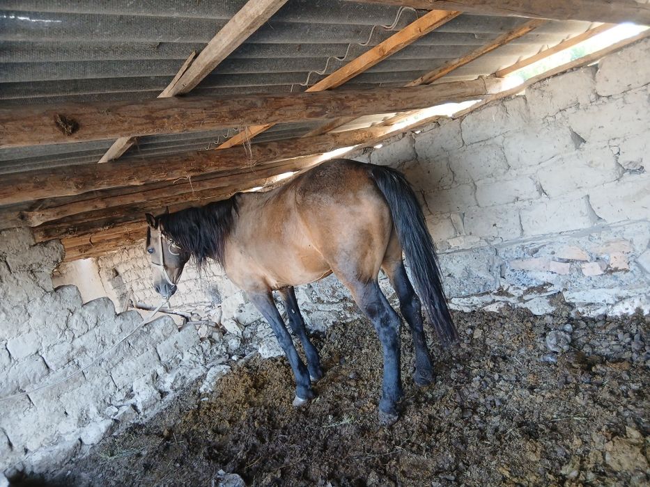 Байлау семиз айгыр бие бар