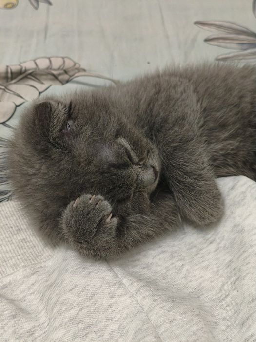 Котёнок шотландский веслоухий и прямоухий, mushucha skottish fold