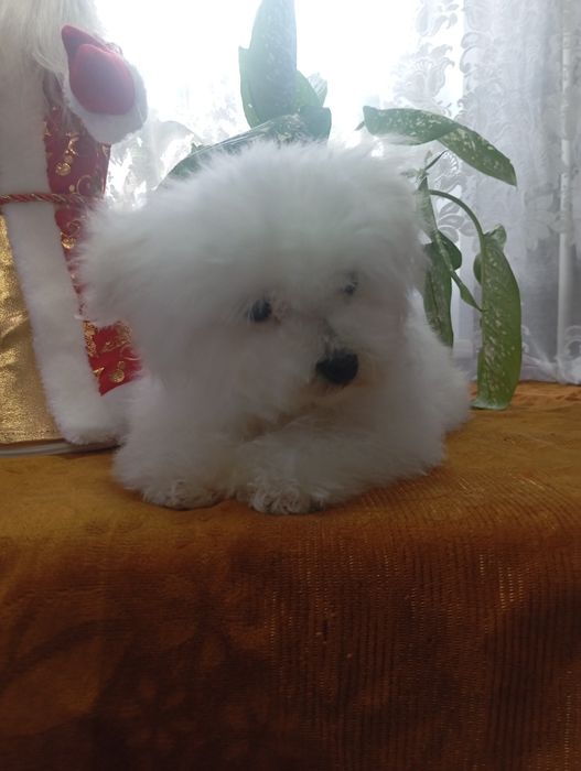 Продам щенков мальтийской болонки