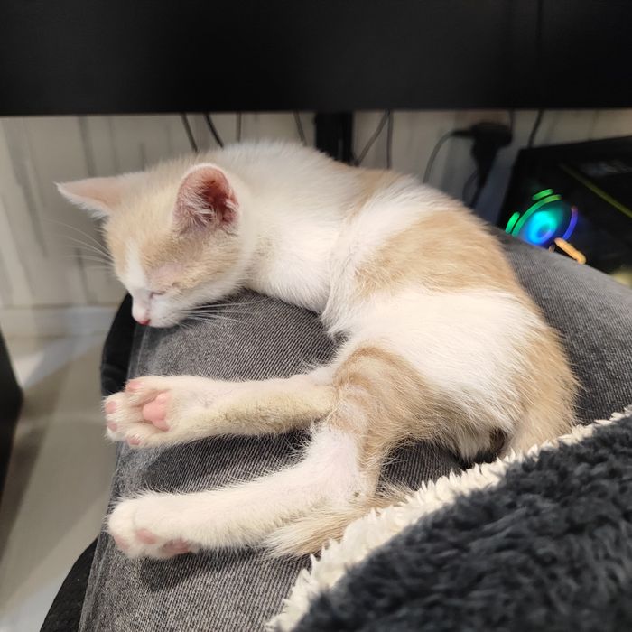 СРОЧНО котёнок в добрые руки