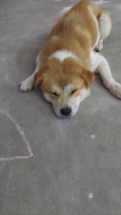 Ofer spre adoptie metis Akita Inu