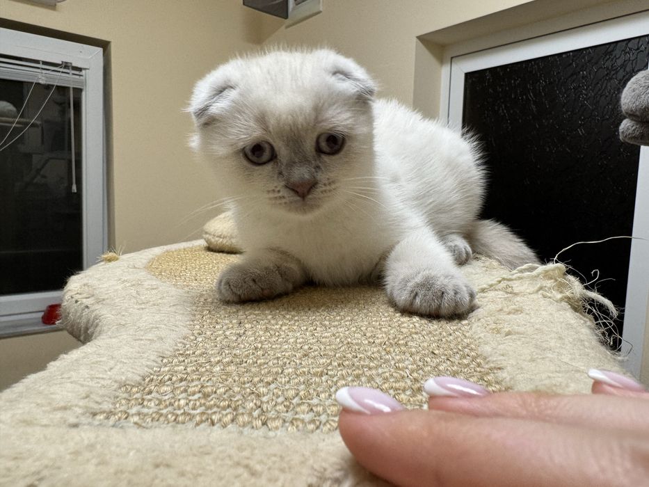 Шотландски късокосмести котенца.