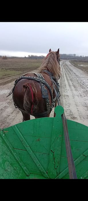 Vând sau dau și la combinație harmasar de 8 ani