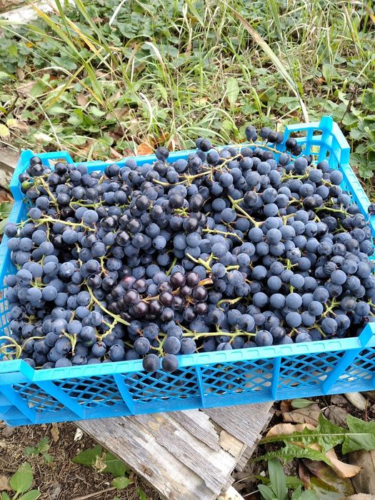 Продам дачу Тимирязева