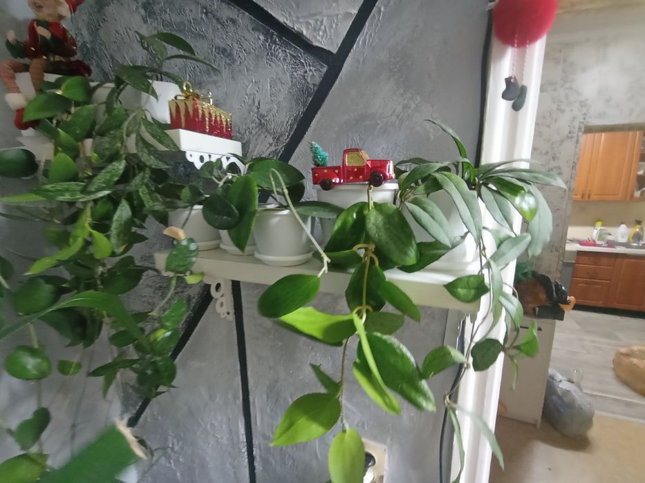 Комнатные растения