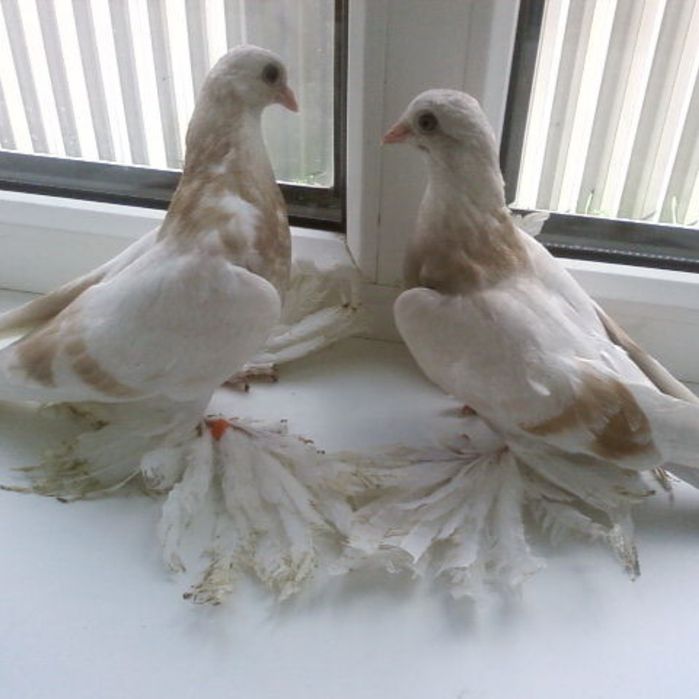 Продается пара пискунов