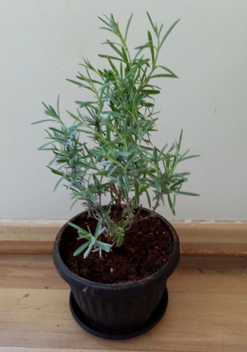 Продавам  разсад Лавандула